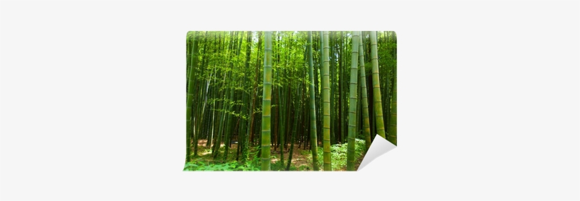 Bamboo, transparent png #4238621