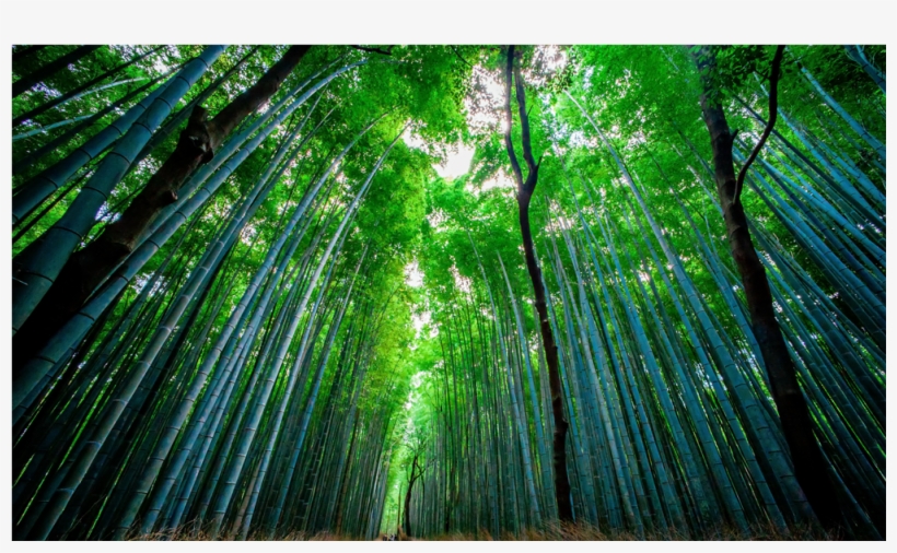 Score 50% - Wet Bamboo Forest, transparent png #4238693