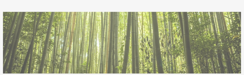 Bamboo Mindfulness, transparent png #4238743