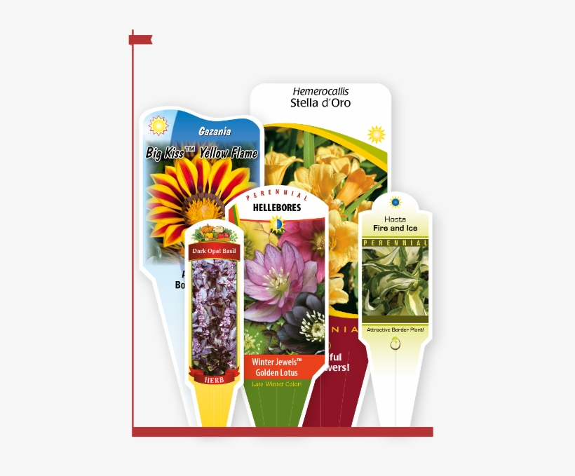 Stakes - African Daisy, transparent png #4238923