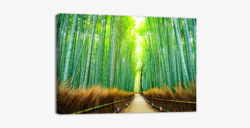 Bamboo Forest In Japan - Japan, transparent png #4239199