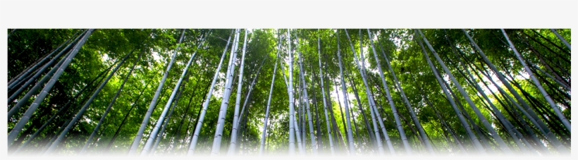 We Are Members Of - Air Purifying Bag - Cozilife Natural Bamboo Charcoal, transparent png #4239696