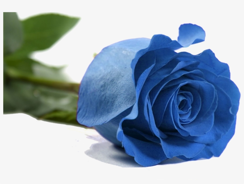 Rosas Azules - Dinarjewelry Rose Flower 14k Solid Yellow Gold Wedding, transparent png #4240892