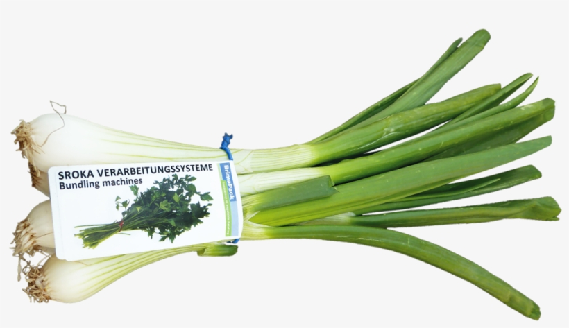 Verarbeitungssystem Frühlingszwiebeln - Welsh Onion, transparent png #4241557
