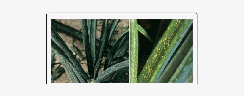 Damage Symptom Of Onion Thrips On Onion Crop - Onion Thrips Damage Symptoms, transparent png #4241753