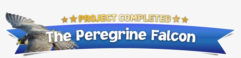 Together We Can Help Protect Peregrine Falcons - ハヤブサ: その歴史・文化・生態 [書籍], transparent png #4242050