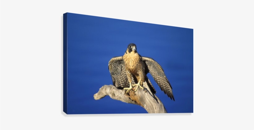 Peregrine Falcon On Perch Canvas Print - Posterazzi Dpi1787708 Peregrine Falcon On Perch Poster, transparent png #4242217