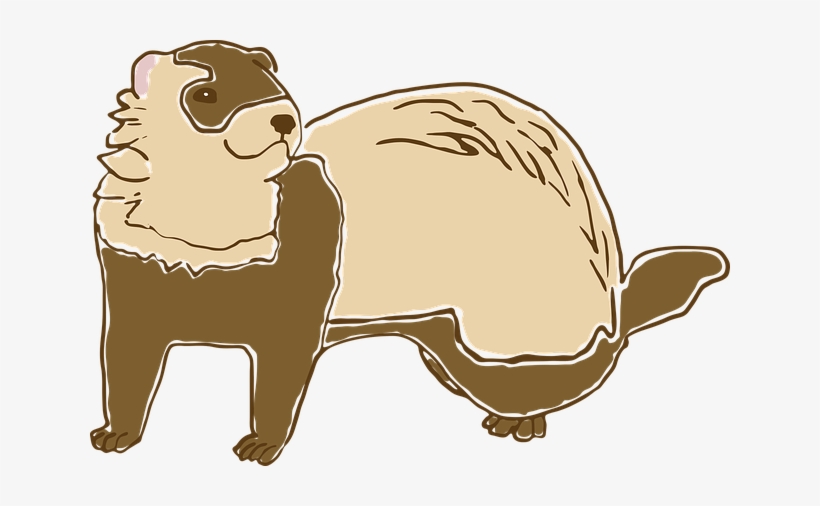 Ferret, transparent png #4242387