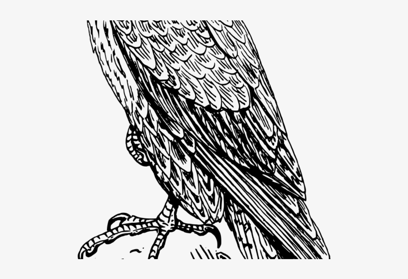 Peregrine Falcon Clipart Australian - Falcon Drawing, transparent png #4242524