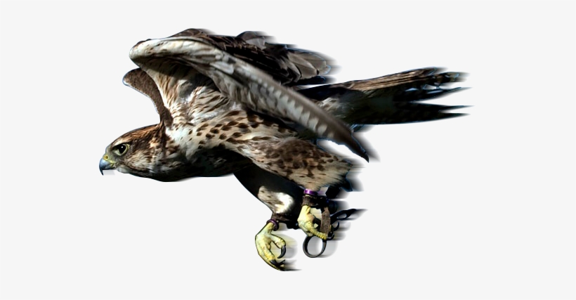 Why Not Give Us A Call And Book Yourselves A Day To - Falconry Png, transparent png #4242611