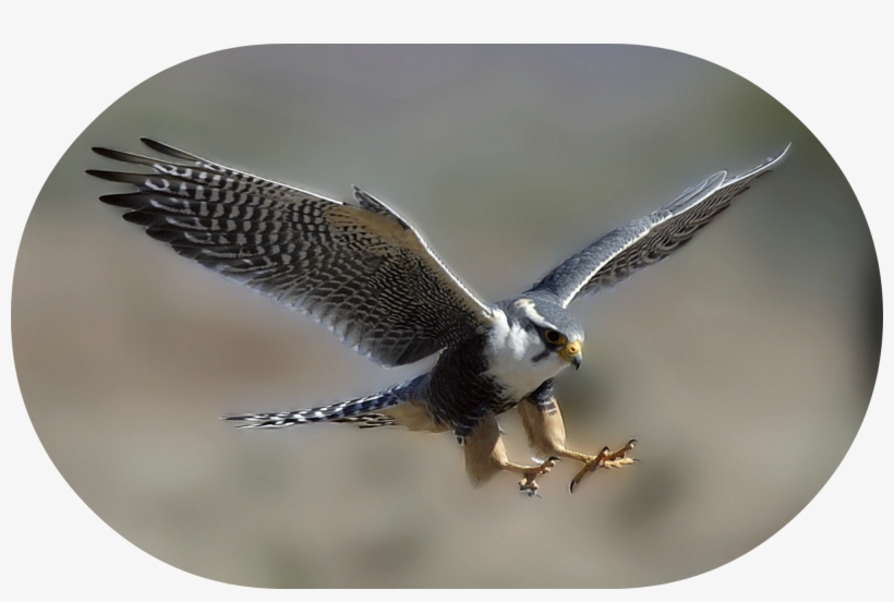 Peregrine Falcon Dive Bombing, transparent png #4242636