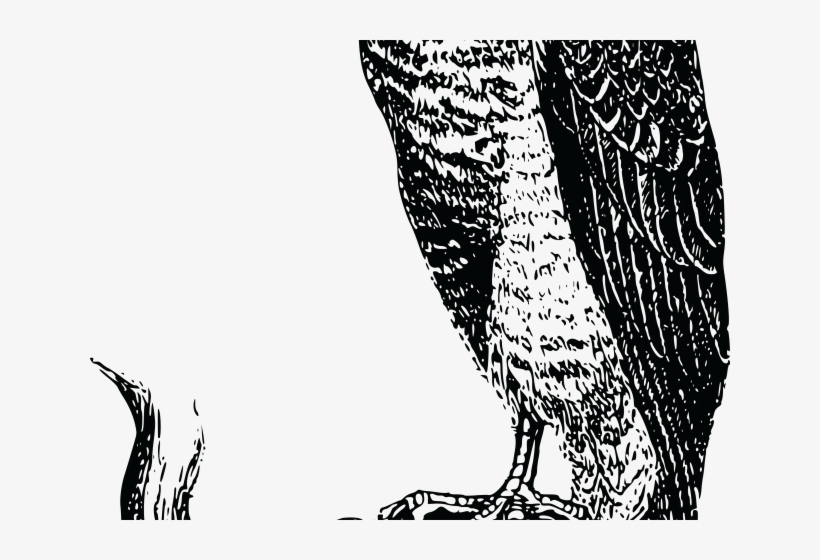 Peregrine Falcon Clipart Blackhawk - Clip Art, transparent png #4242918