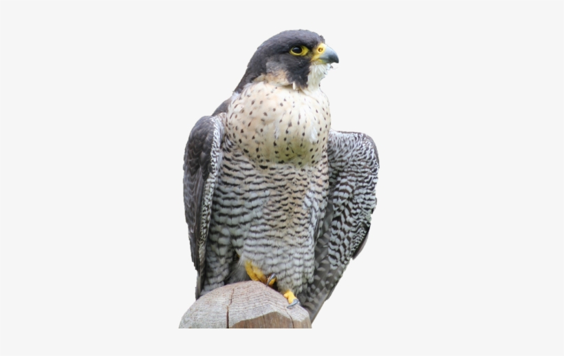 Cooper's Hawk - Maine, transparent png #4243010