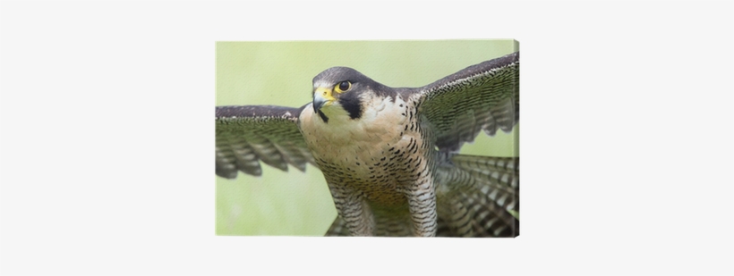 Peregrine Falcon, transparent png #4243033