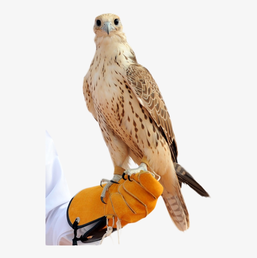 Falcon Png - صقر Hd, transparent png #4243134