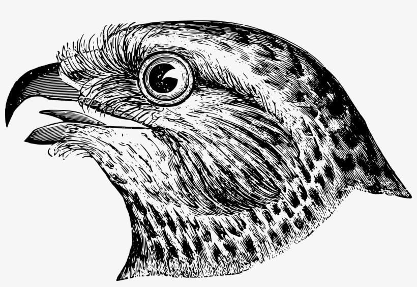 This Free Icons Png Design Of Bird's Head, transparent png #4243697