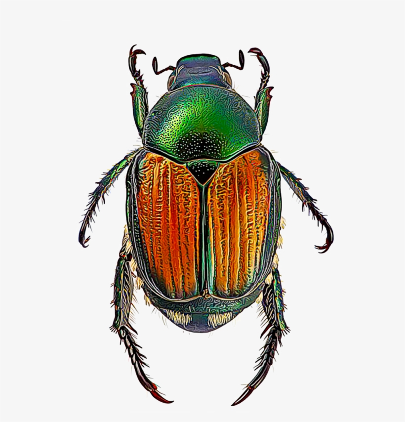 Japanese Beetles - Japanese Beetle, transparent png #4243814