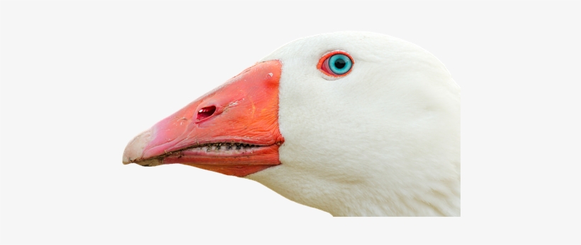 Ganso Png, transparent png #4244095