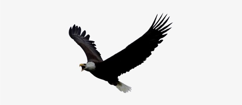 Eagle Head Animals - Eagle Gif Png, transparent png #4244264