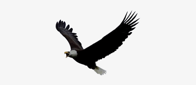 Free download, HD PNG gif animation eagle gif PNG transparent with Clear  Background ID 83226