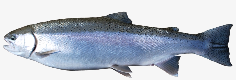 The Bag Capacity Has Been Carefully Crafted To Capture, transparent png #4244745