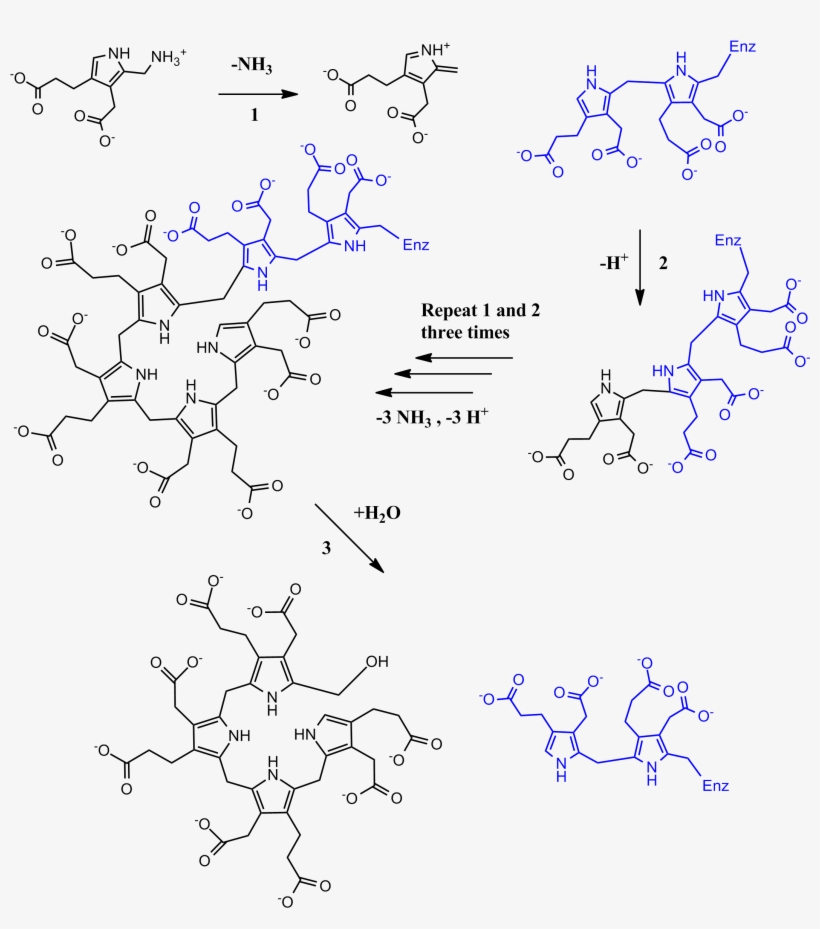 Full Pbg Deaminase Mechanism - Porphobilinogen Deaminase Mechanism, transparent png #4245118