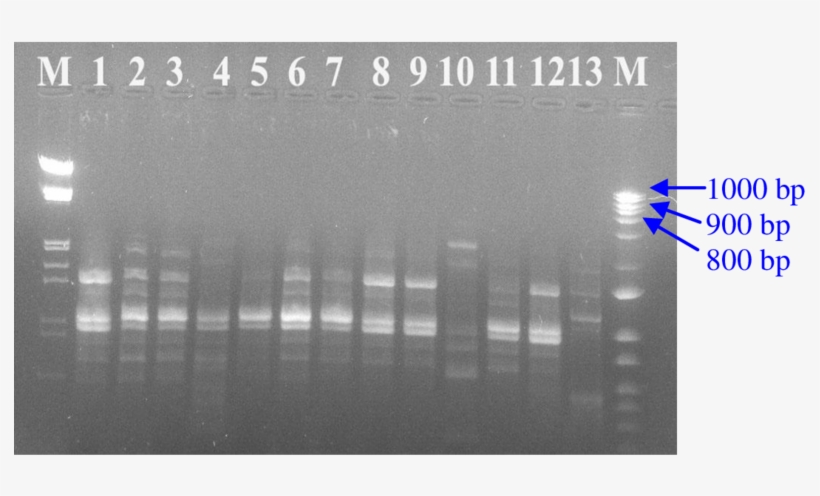 Lane 1, Pbg - Monochrome, transparent png #4245472