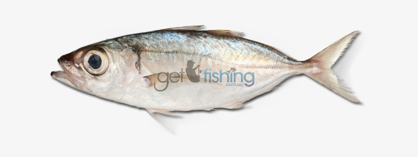 Bigeye Scad - Purse Eyed Scad Fish, transparent png #4245759