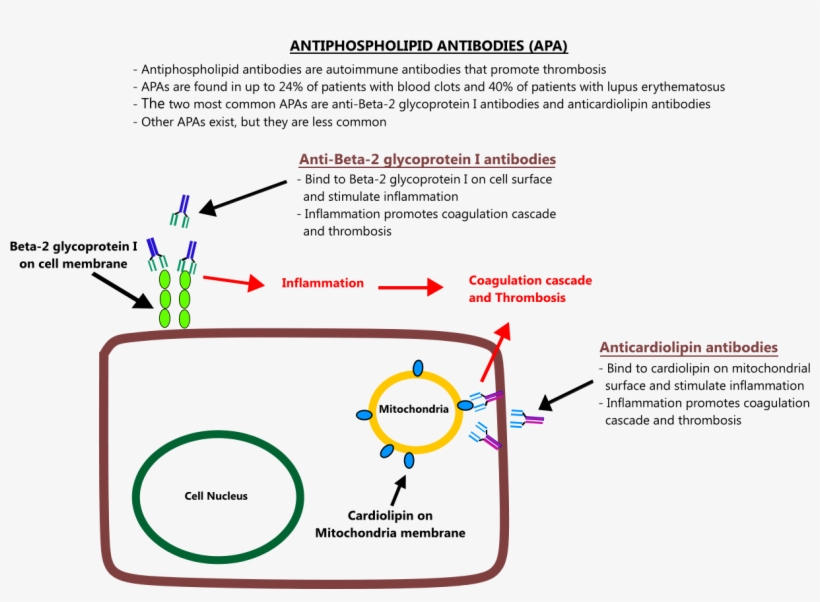 Antiphospholipid Antibodies, transparent png #4245833