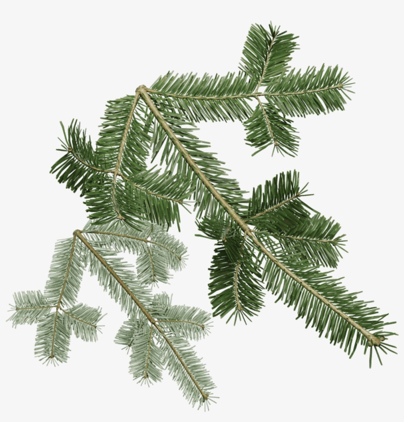 Pacific Silver Fir, transparent png #4245946