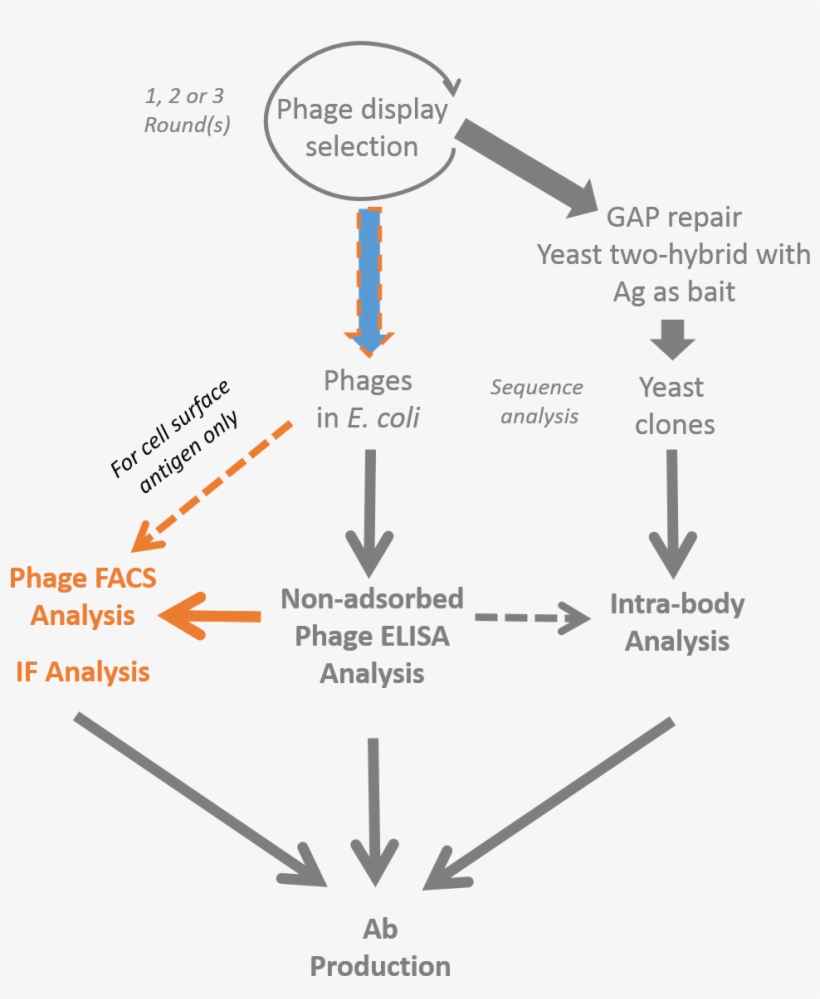 Antibody Phage Display Selection & If/facs Validation - Antibody, transparent png #4245976