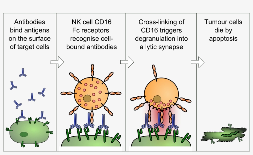Antibody Dependent Cell Mediated Cytotoxicity Free Transparent PNG Download PNGkey