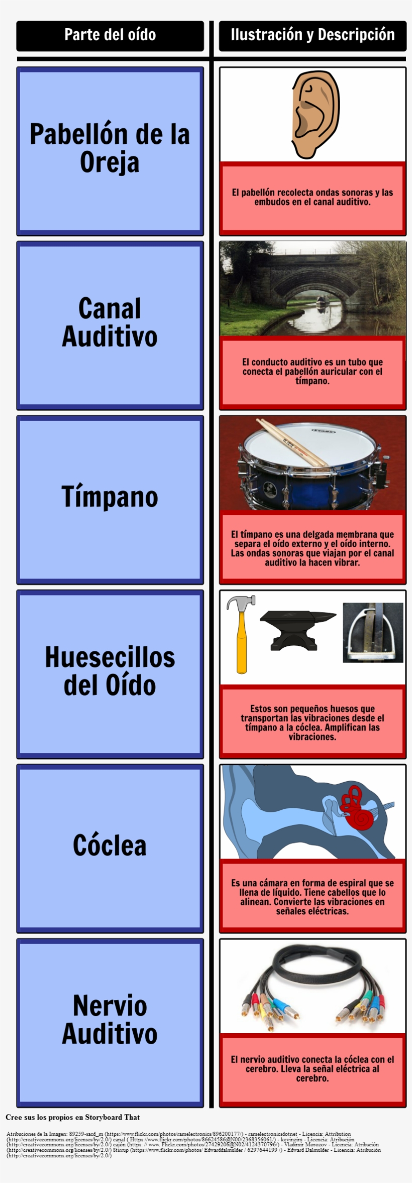 Partes Del Oído - My Picture Categories Flash Cards: 40 Language Photo, transparent png #4246022