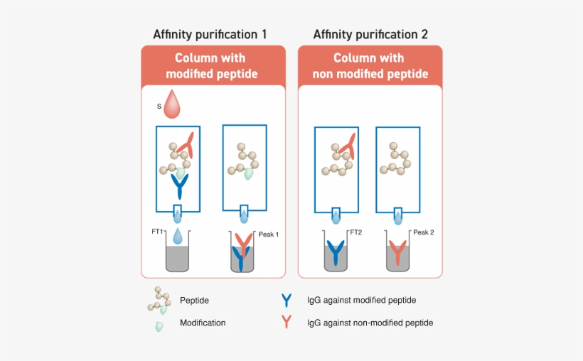 Ptm Programme Step By Step - Affinity Chromatography, transparent png #4246052