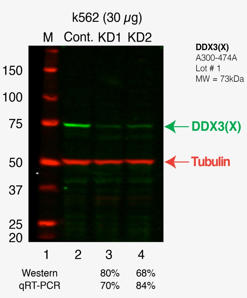 Ddx3x Secondary Western - Email Attachment, transparent png #4246130