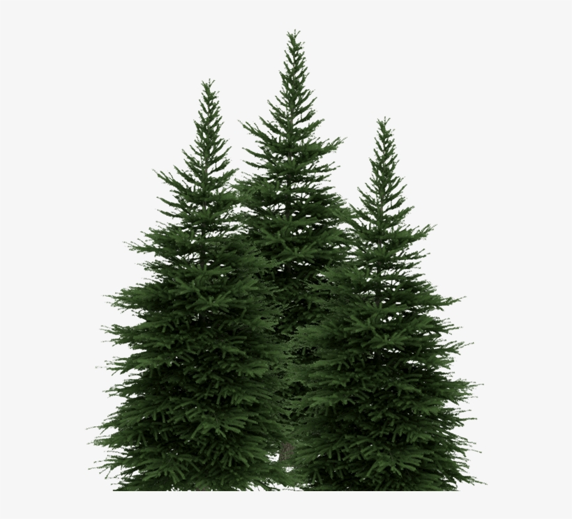 New York Lottery Pine Trees New York Lottery Pine Trees - Evergreen Drawing, transparent png #4246229