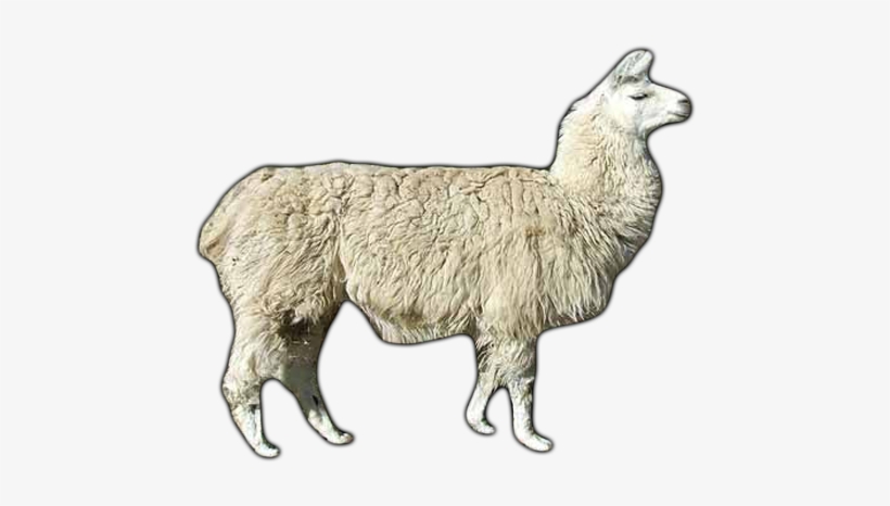 Click Here To See Lama Album - Lama Transparent, transparent png #4246538
