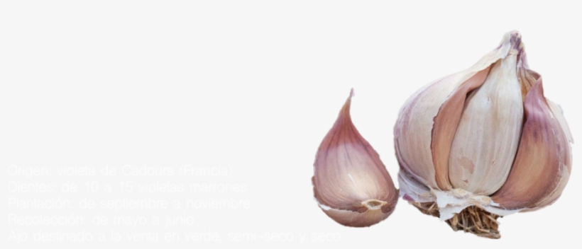 Germidaur - Garlic, transparent png #4246564