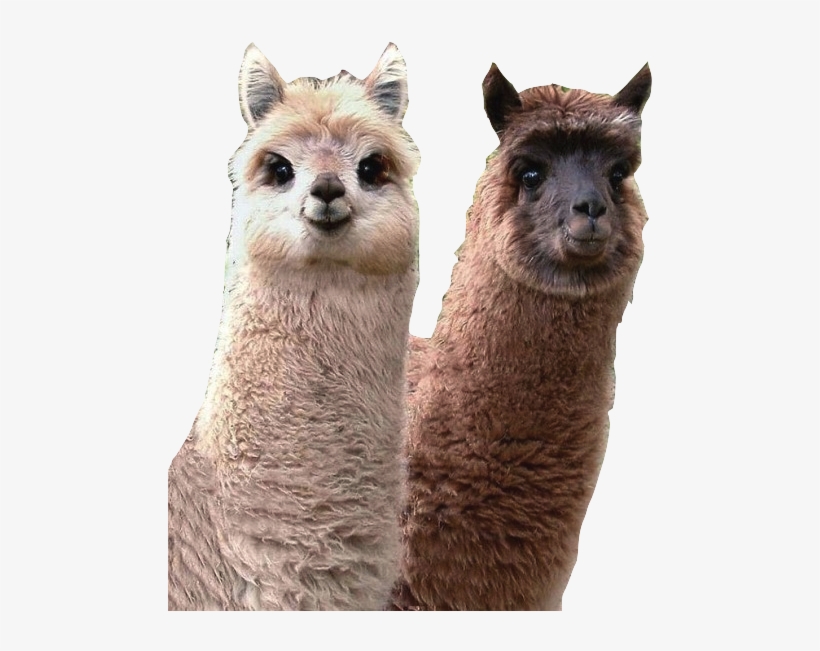 If I Were An Animal, I Would Be A Lama Because My Friends - Cutest Llama In The World, transparent png #4246648