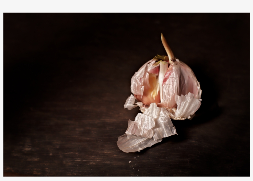Piel De Ajo, transparent png #4246726