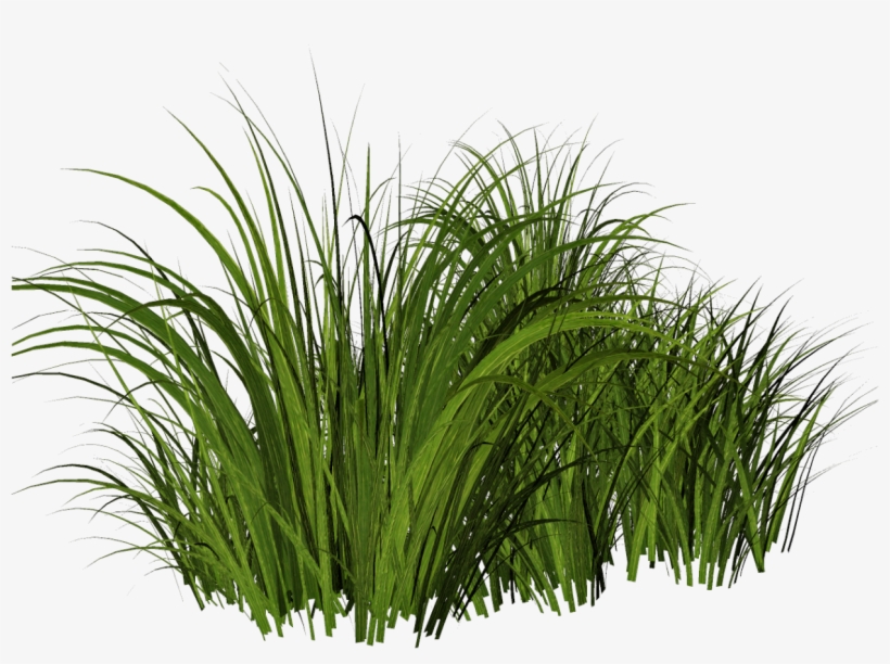 Free Tall Grass Png - Hierba Dibujo, transparent png #4246761