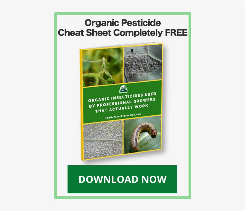 Recent Posts - Fall Armyworm, transparent png #4246867