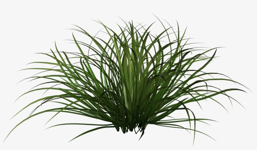 Grass Shrub Png, transparent png #4246930