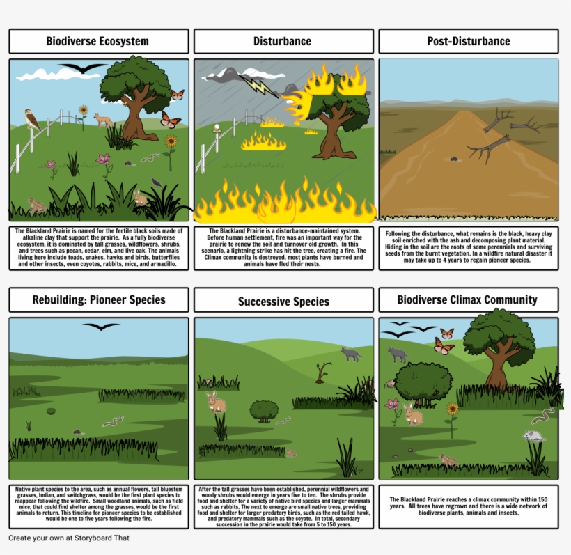 Succession Project - Succession In Blackland Prairie, transparent png #4247087