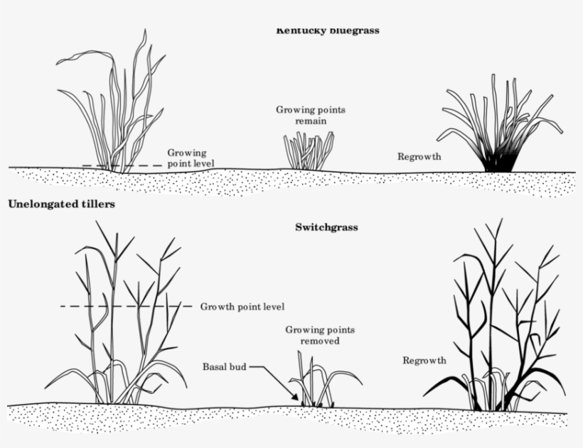 Response Of A Nonjointed Grass Like Kentucky Bluegrass - Line Art, transparent png #4248033