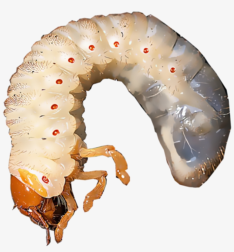White Grubs Are The Immature Larvae Of Several Species - Caterpillar, transparent png #4248561
