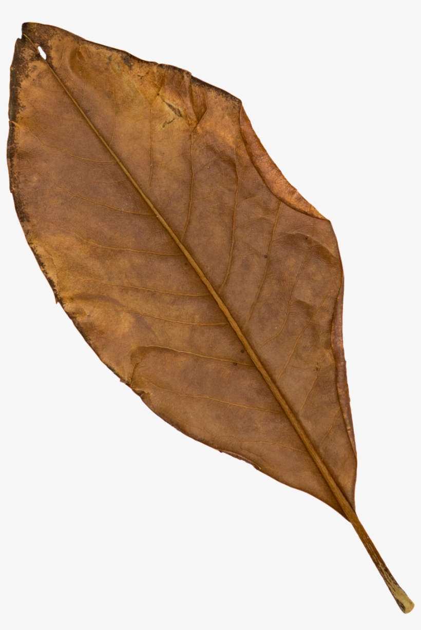 Brown Black Leaf Transparent Decorative - Leaf, transparent png #4249807