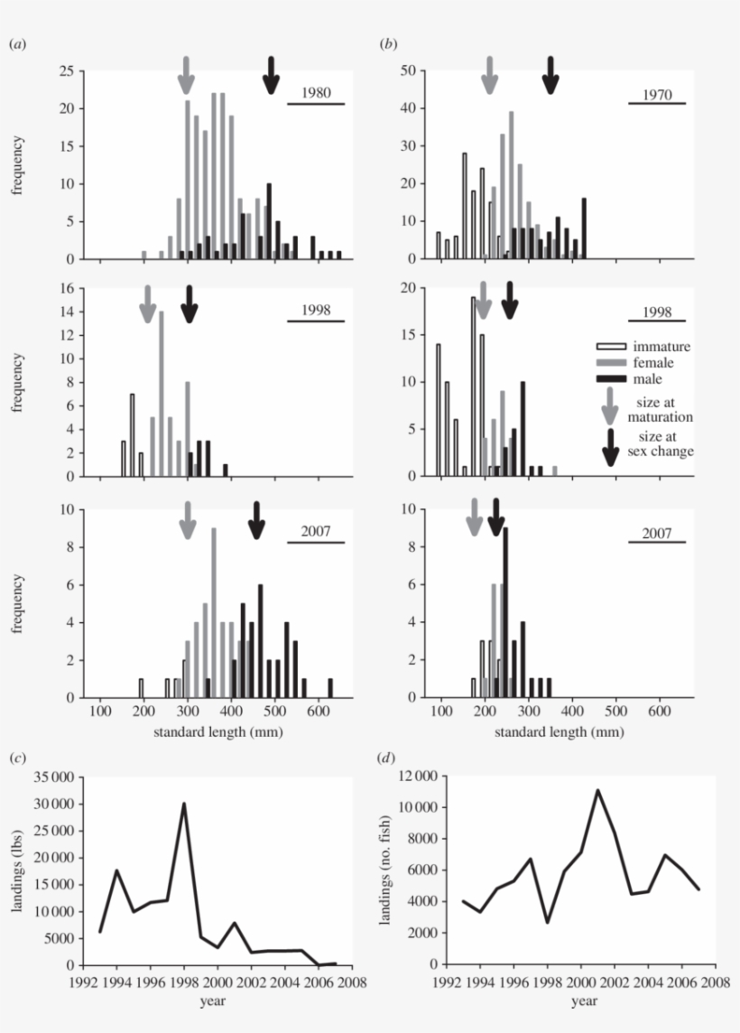 Changes In California Sheephead Size Structure And - Fish Size Truncation, transparent png #4251535