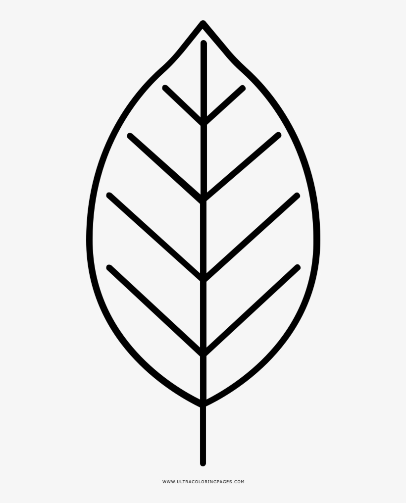 Beech Leaf Coloring Page - Line Art - Free Transparent PNG Download ...