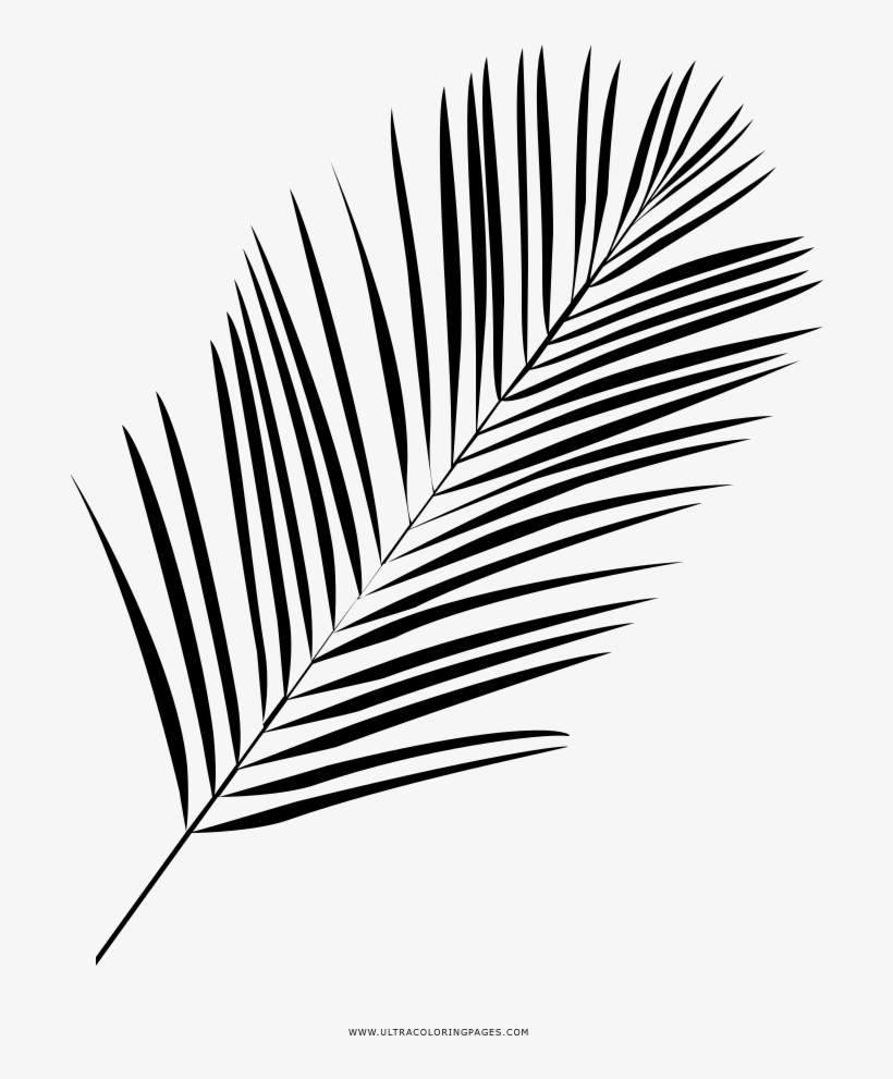 Palm Leaf Coloring Page - Line Art, transparent png #4253064